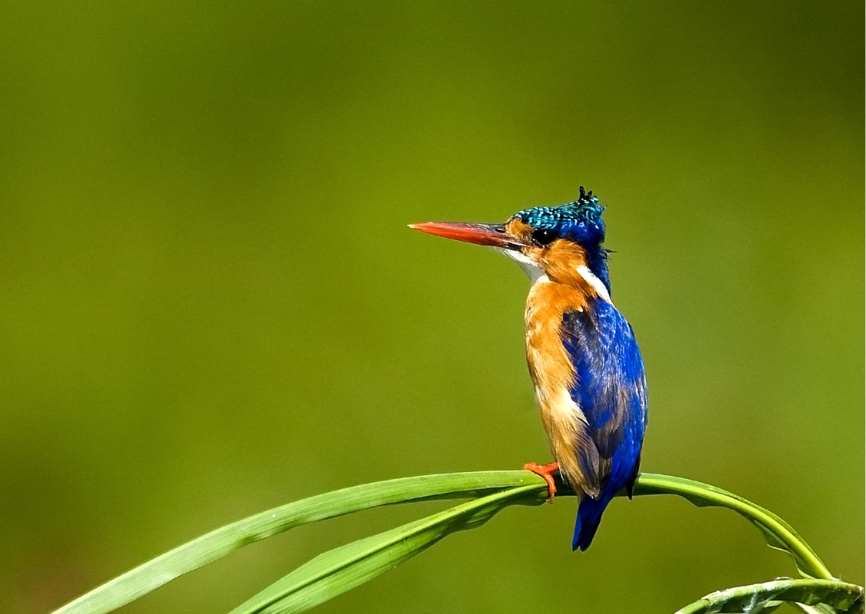 Malachite kingfisher perched on a papyrus reed