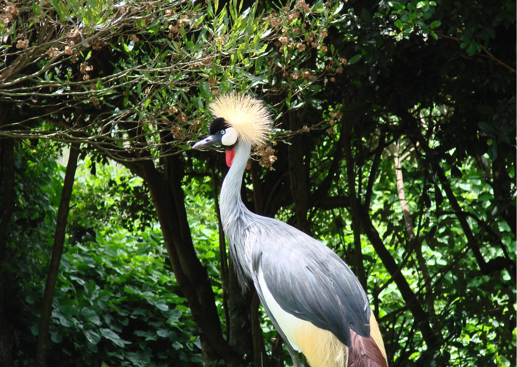 Grey crowned crane, Uganda's national bird, in the forest
