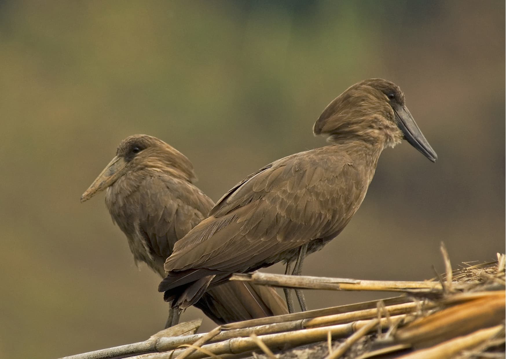 Pair of hammerkops perched on a nest of reeds