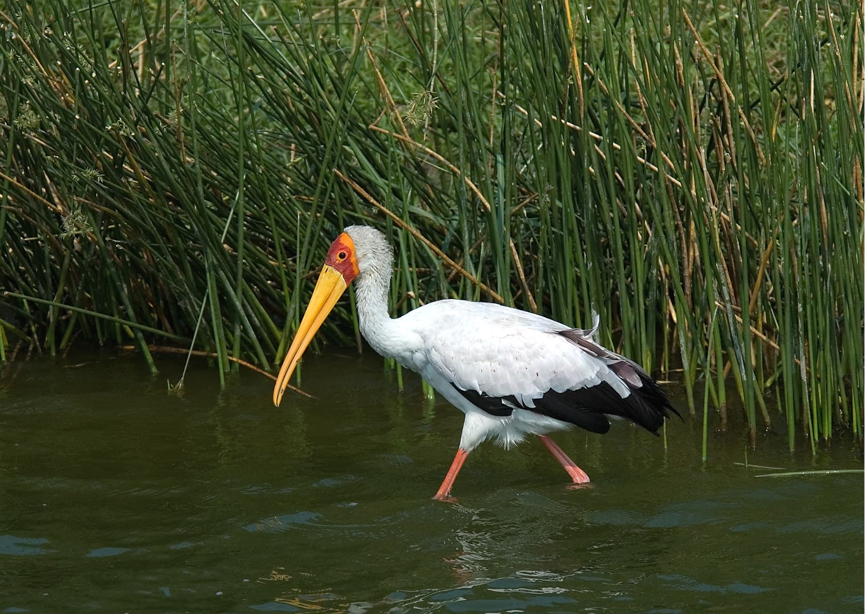 Yellow-billed stork wading through wetland reeds