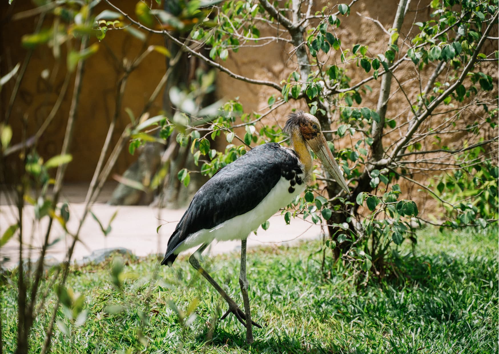 Marabou stork walking through lush greenery