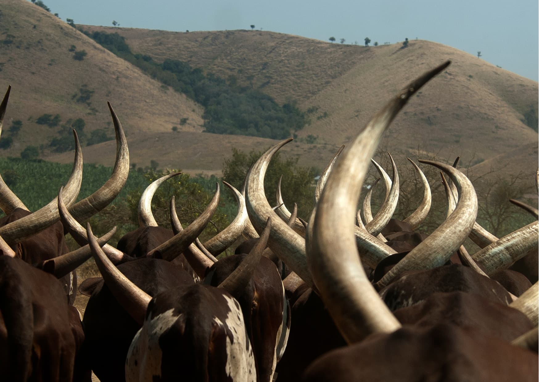 Ankole long-horned cattle in the western Uganda hills