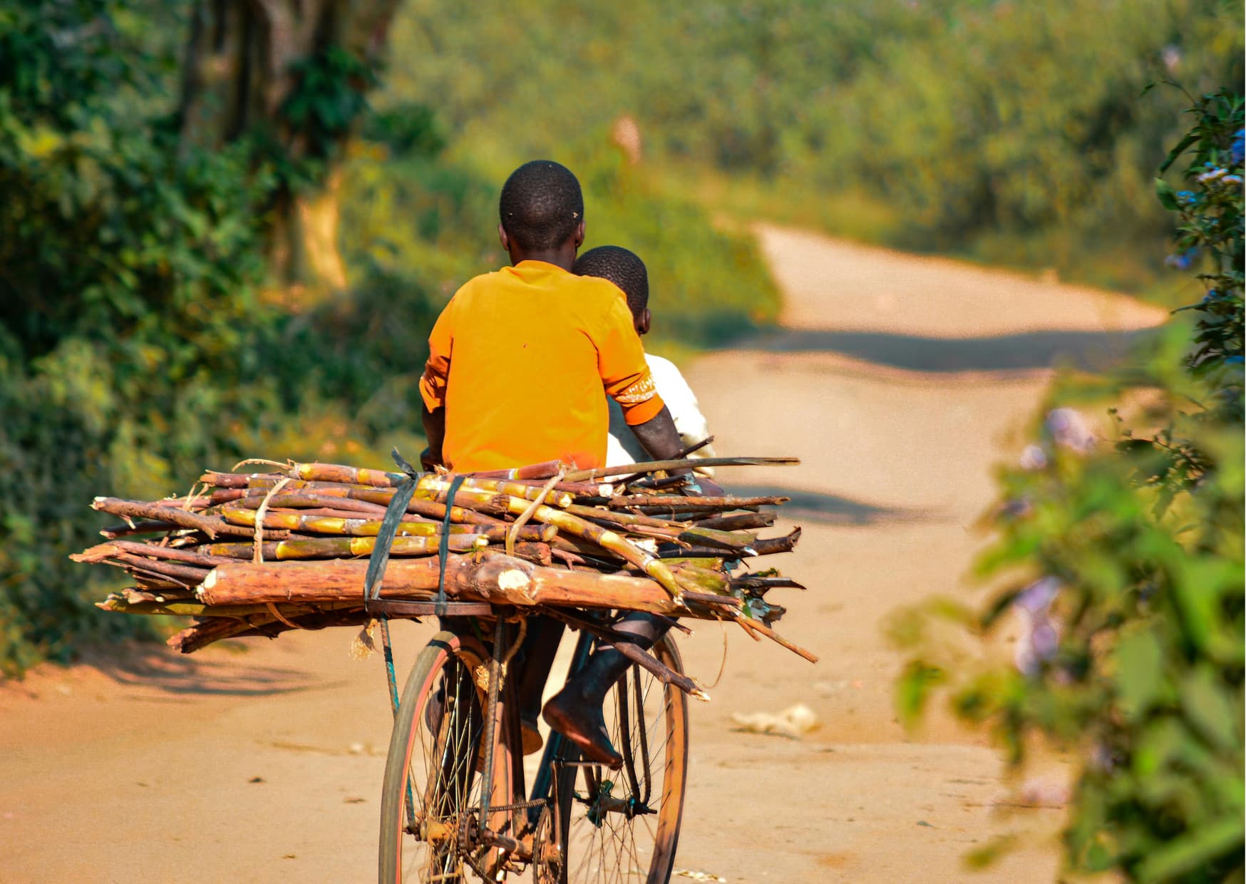 Children carrying firewood by bicycle along a village road