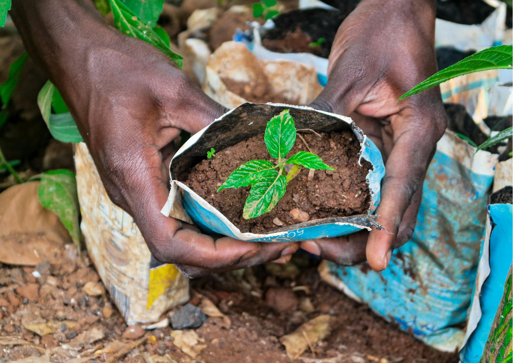 Hands planting a tea seedling in rich Ugandan soil